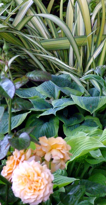 Cream flax, green hosta leaves and rose blooms.