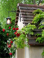 pauls-scarlett-climbing-rose