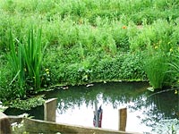 pond-meadow