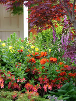 purple-red-flower