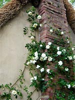 rambling-rector-bird-nest
