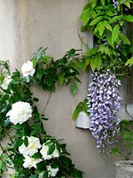 rambling-rector-rose