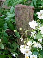 rose-rambling-rector