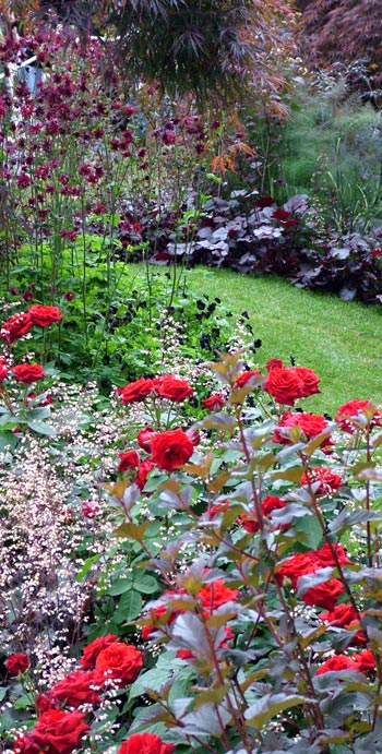 It was such a treat to see the abundance of roses in this Show Garden It was such a treat to see the abundance of roses in this Show Garden