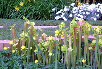 Bex loved these plants, but was scared to find out they might be CARNIVEROUS. Bex loved these plants, but was scared to find out they might be CARNIVEROUS.