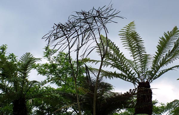 The sky behind the trees even looks tropical. In a rainforest kind of way. The sky behind the trees even looks tropical. In a rainforest kind of way.