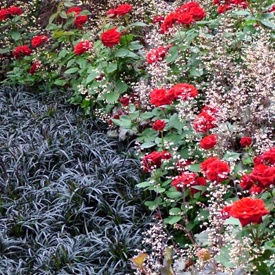 One of my favourite planting combinations of Chelsea 2004. One of my favourite planting combinations of Chelsea 2004.