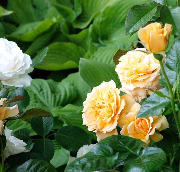 The Salvation Rose was bred specially for the 2004 Chelsea Flower Show. The Salvation Rose was bred specially for the 2004 Chelsea Flower Show.