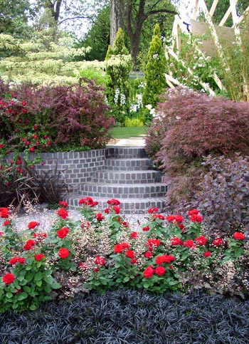 A beautiful view up from the darkness in to the light area of a garden. A beautiful view up from the darkness in to the light area of a garden.