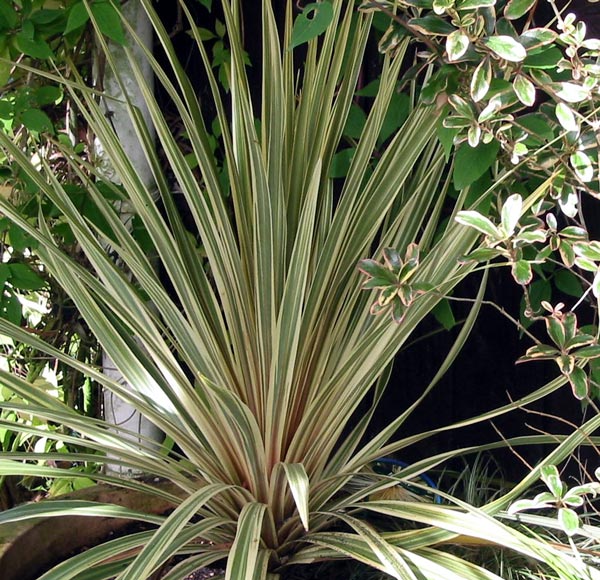 My second attempt at growing Cordyline Albertii in the big terracotta pot. My second attempt at growing Cordyline Albertii in the big terracotta pot.