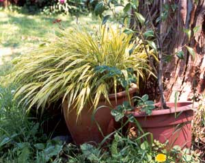 This Japanese plant is a handsome subject for a pot.