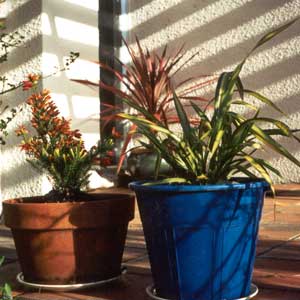 Since this photo was taken the bright blue bucket has been swapped for a navy blue glazed pot.