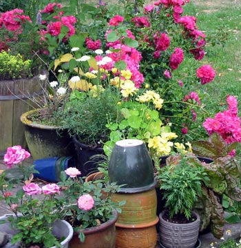Various plants in various pots. Various plants in various pots.