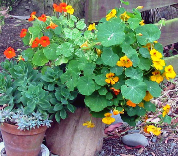 Pots in front of the trunk of a Eucalyptus tree. Pots in front of the trunk of a Eucalyptus tree.