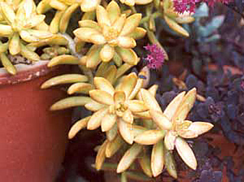 This is Sedum Adolphii. It's easily grown. This is Sedum Adolphi. It's easily grown.