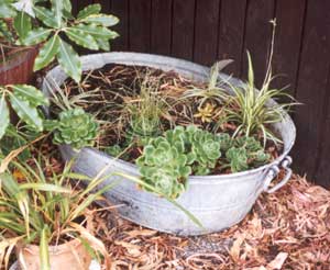 Early days, as my old tin bath is filled with succulents. Early days, as my old tin bath is filled with succulents.