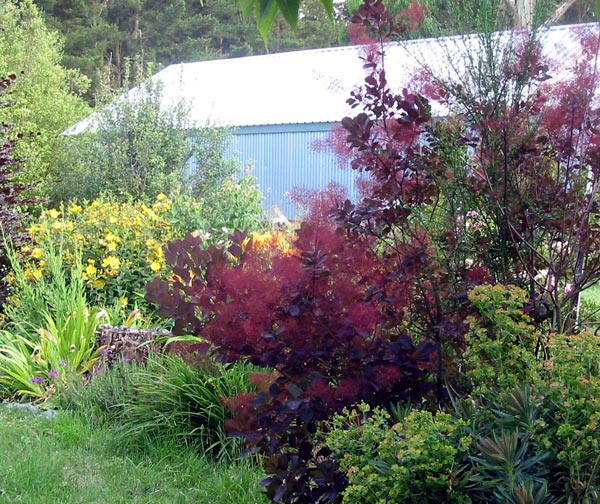 I bought the Cotinus from my local nursery, at the named price! I bought the cotinus from my local nursery, at the named price!