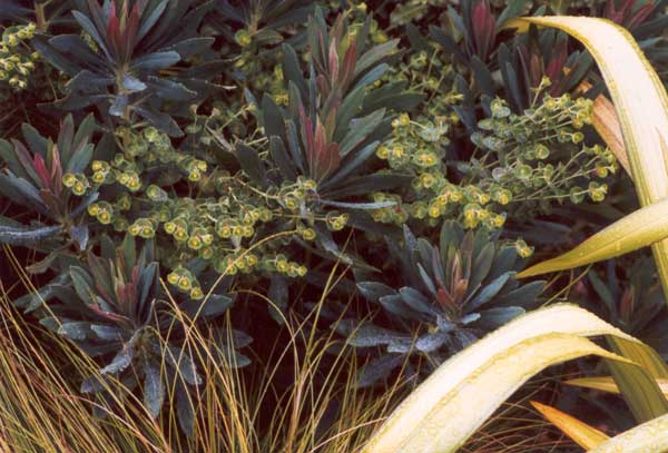 A favourite foliage plant. A favourite foliage plant.