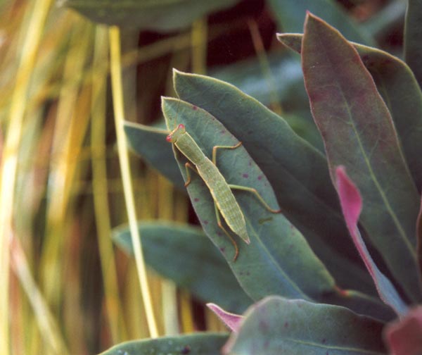 praying mantis sitting on a euphorbia leaf praying mantis sitting on a euphorbia leaf