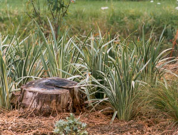 newly planted variegated iris japonica newly planted variegated iris japonica