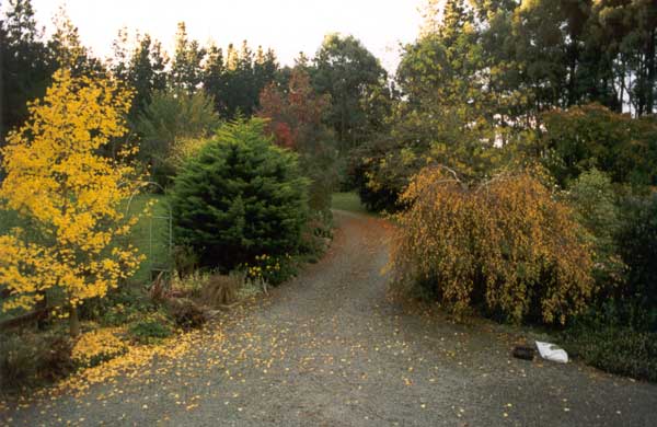 What an evocative season in the garden Autumn is. What an evocative season in the garden Autumn is.