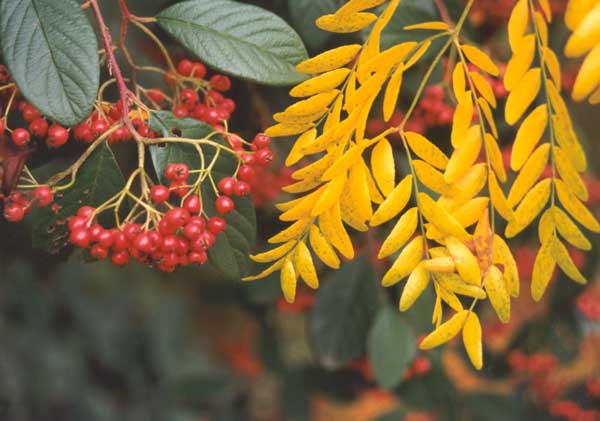 a beautiful combination of Autumn colours A beautiful combination of Autumn colours