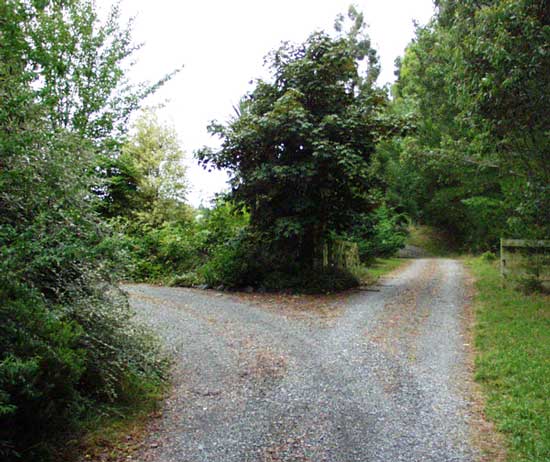 The sheep move along this drive between paddocks. The sheep move along this drive between paddocks.