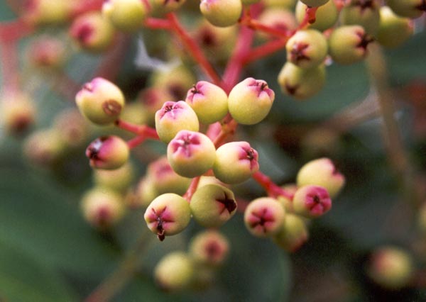 Sorbus berries drop to the ground well before winter. Sorbus berries drop to the ground well before winter.