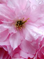 candy-pink-blossom
