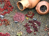 sedum-terracotta