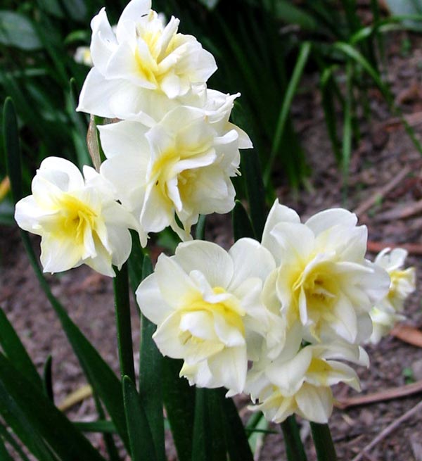 I love these beautiful spring bulbs. I love these beautiful spring bulbs.