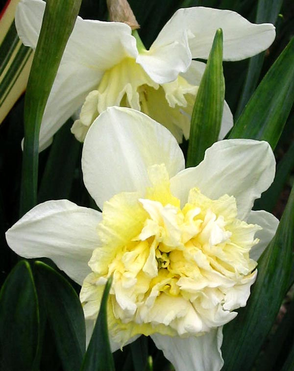 A split corona daffodil. A split corona daffodil.