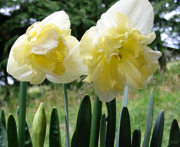 A split corona daffodil. A split corona daffodil.