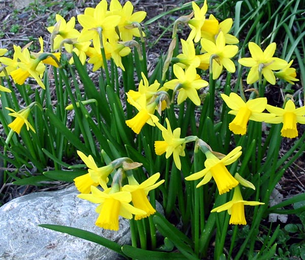The garden is edged with river stones. The garden is edged with river stones.