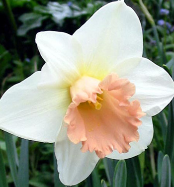 Another beautiful daffodil. Another beautiful daffodil.