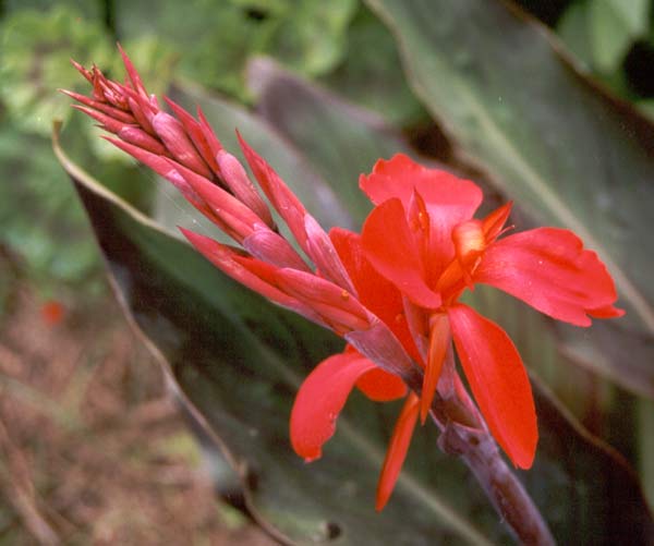 Bright red looks great in a big garden. Bright red looks great in a big garden.