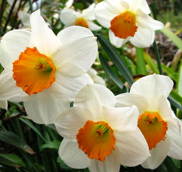 The colours in these daffodils look so clean and crisp. The colours in these daffodils look so clean and crisp.