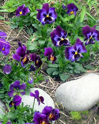 Great little self seeders. Great little self seeders.