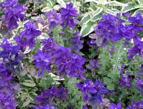 Always admired by garden visitors. Always admired by garden visitors.