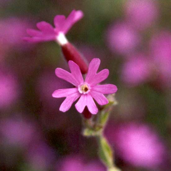 This plant is useful for filling dry spaces under the old fruit trees. This plant is useful for filling dry spaces under the old fruit trees.