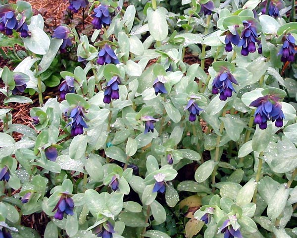 This photograph was taken mid-spring. This photograph was taken mid-spring.