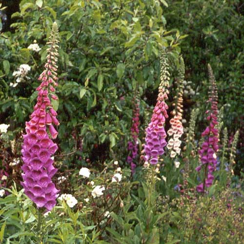 Foxgloves are great for filling up spaces in the garden. Foxgloves are great for filling up spaces in the garden.