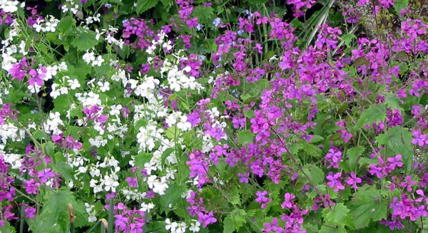 Honesty's proper name is Lunaria, probably because of its round silver seedpods. Honesty's proper name is Lunaria, probably because of its round silver seedpods.