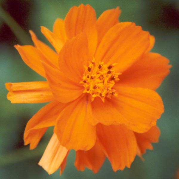 Orange cosmos needs to at the front of a border, as it is a small sized annual. Orange cosmos needs to at the front of a border, as it is a small sized annual.