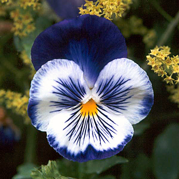 I love pansies and violas. Every year a new colour combination appears. I love pansies and violas. Every year a new colour combination appears.