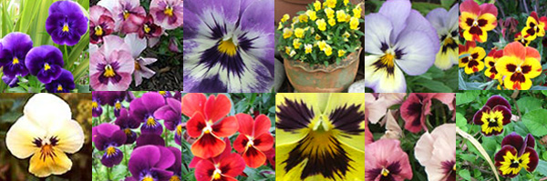 I guess all pansies are violas... I guess all pansies are violas...