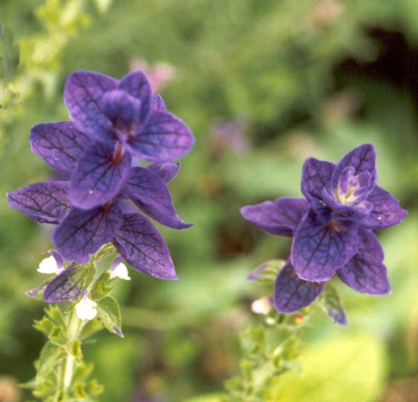 These salvias are great for picking. The flowers dry naturally without losing their rich blue colour. These salvias are great for picking. The flowers dry naturally without losing their rich blue colour.