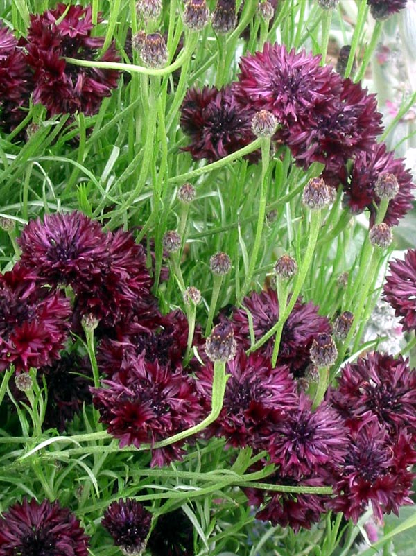 I also grow these every year from fresh seed. I also grow these every year from fresh seed.