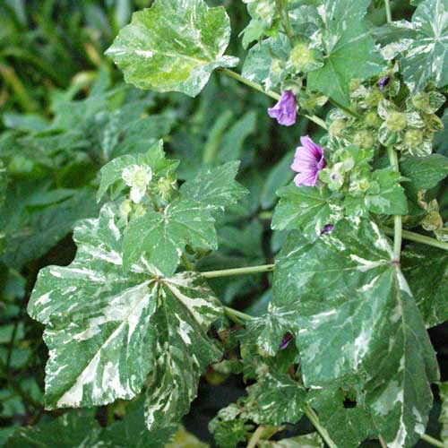 Hmm... None of my visitors seem to like my variegated mallows either! Hmm... None of my visitors seem to like my variegated mallows either!