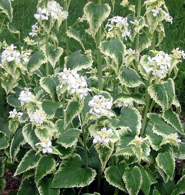 This is beautiful flowering en masse. This is beautiful flowering en masse.